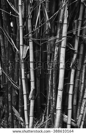  Bamboo tree texture background. Fresh ripe trees. Nature black and white travel photography