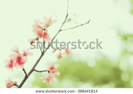 Blurred image of Taiwan cherry. Toned image.