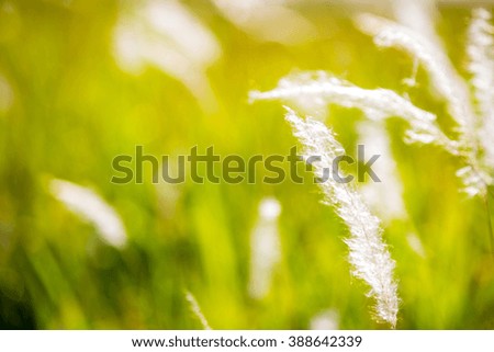 flower grass