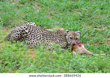 Cheetah eating impala