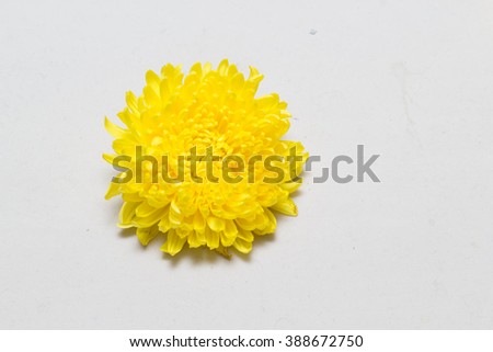 Chrysanthemum on white background