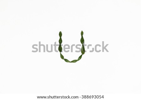 The letter "U" of leaves ruscus