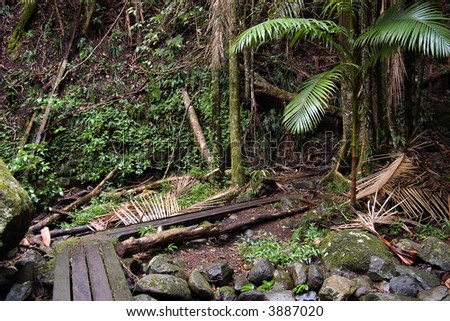 the beautiful nature of border ranges rain forest in northern nsw