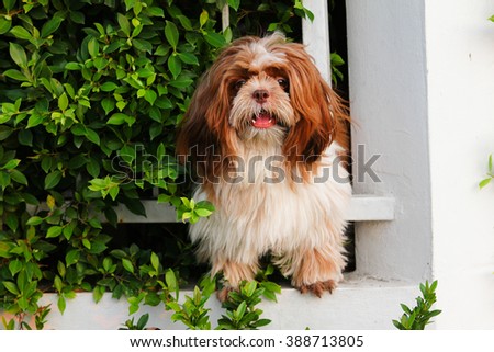 Dog cute pets
Cute puppy picture, cute puppies,
Dog playing outside smiles