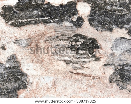 Closeup of bark texture