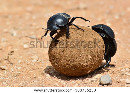 Dung beetle rolling a dung ball Royalty-Free Stock Photo #388736230