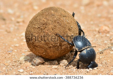 Dung beetle rolling a dung ball Royalty-Free Stock Photo #388736236