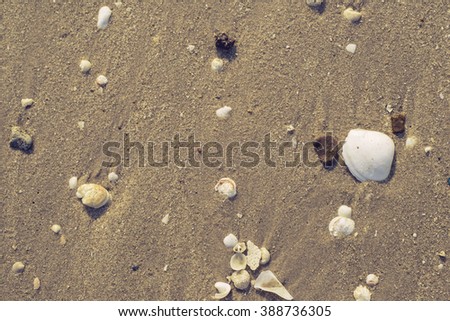  seashell on the sand on the beach in the back-light of sunset, background, close up