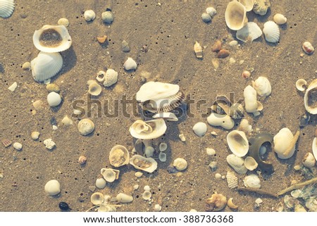  seashell on the sand on the beach in the back-light of sunset, background, close up