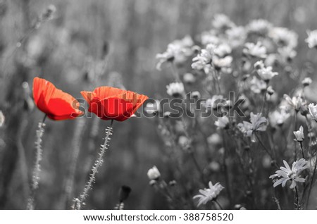 Red poppy flowers on spring agricultural field surrounded by black and white background