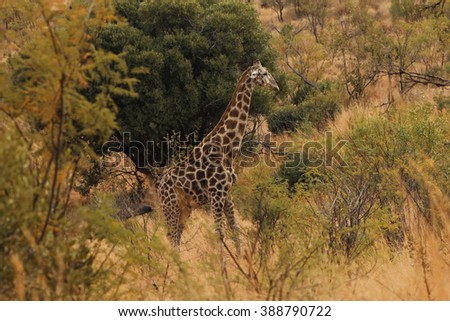Giraffe in the Pilanesberg National Park - South Africa