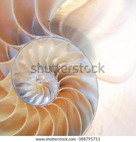 shell pearl nautilus Fibonacci section spiral pearl symmetry half cross golden ratio shell fibonacci structure background copy space  mother of pearl ( pompilius nautilus ) - stock photo photograph 