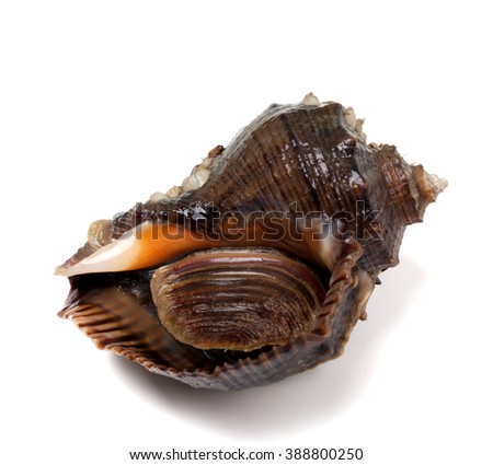 Veined rapa whelk. Isolated on white background. Closeup view.