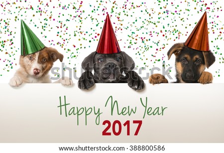 Happy new year puppies Royalty-Free Stock Photo #388800586