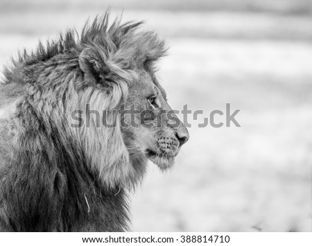 Lion side profile in black white
