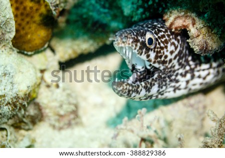 Black and white spotted puffer fish, hiding under coral on reef in Caribbean