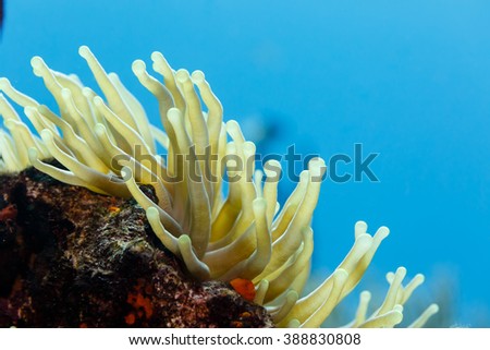 Close-up of open, yellow tentacles swaying in current, sea anemone, anthozoa actinaria, with red shells around