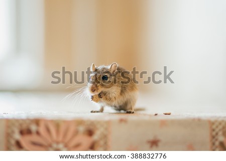 Gerbil eating grain on the table