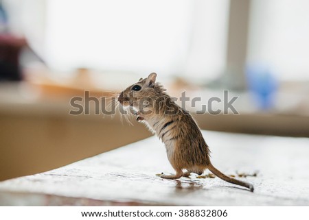 Gerbil mouse standing on the kitchen table