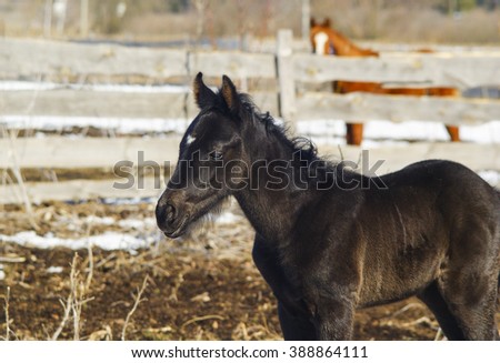 small black foal with a white blaze on his head is in the paddock on a background of wooden fence