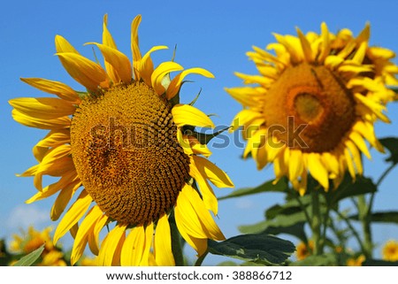 Field of Sunflowers and Blue Sky.
Close-up of sun flower against a blue sky. Field of blooming sunflowers.