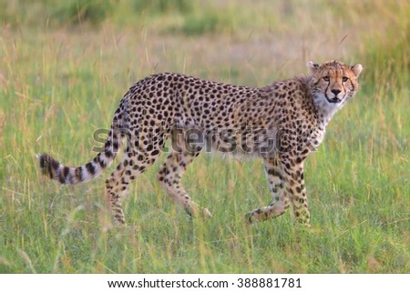 a beautiful young cheetah hunting at the masai mara national park 