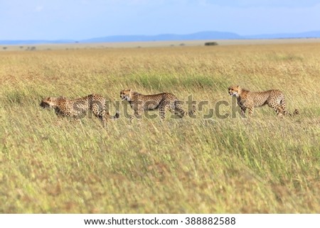 cheetah family hunting at masai mara national park kenya