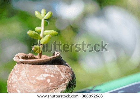 Plant in a Tiny clay pot