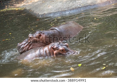 Hippopotamus in zoo