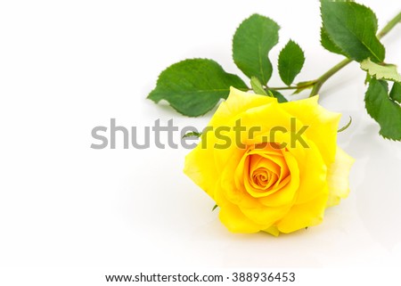 Beautiful yellow rose isolated on white background.