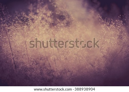 Vintage soft light tone and soft focus of abstract nature background with grass
