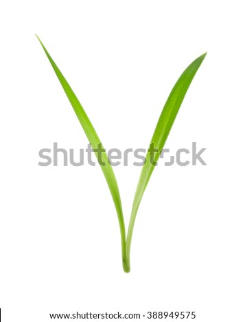 blade of grass isolated on white background Royalty-Free Stock Photo #388949575
