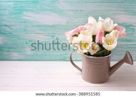 Fresh  spring white and pink  tulips and narcissus in decorative watering can  on white painted wooden background. Selective focus. Place for text. 