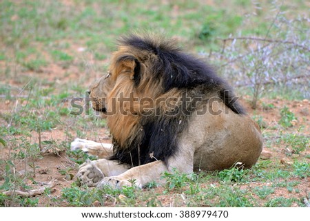 Lion, savanna, lie down