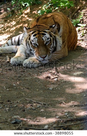 Sleeping bengal tiger