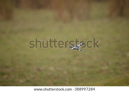 Small bird flying in kaziranga