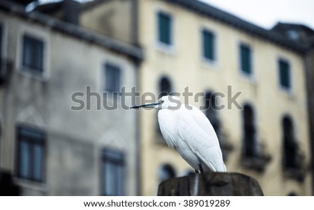 Great egret in the town of Venezia with buildings behind. Wildlife photography.