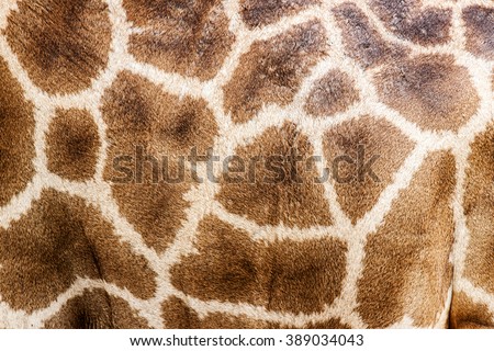 texture of giraffe for background