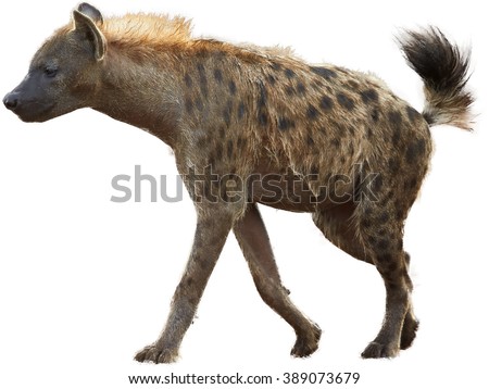 Spotted hyena, Crocuta crocuta with upright mane and tale isolated on white background. Side view.