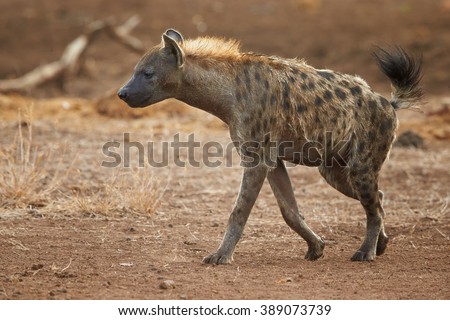 Close up wild Spotted hyena, Crocuta crocuta with upright mane and tale, low angle photo. Hyena on dry savanna against blurred background. Kruger National Park, South Africa. Side view.
