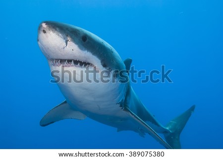 Close-up of a great white shark showing its teeth in clear blue water.