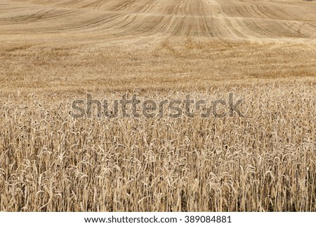  agricultural field with beveled wheat after harvesting cereal crops, small depth of field