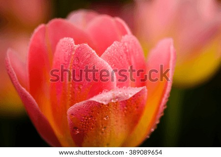 macro shot of pink flower and dewdrop on the petal with blurred flowers as background
