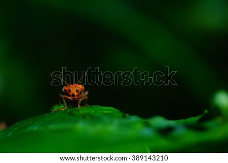 insect in the leaves