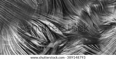 abstract grey background fighting fish
