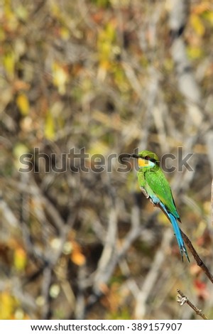 Green Bee-eater - African Wild Bird Background - Perch of Green and Beauty