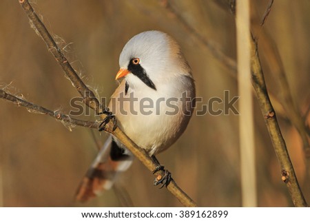 bird on a branch on a gold background,Bearded reedling