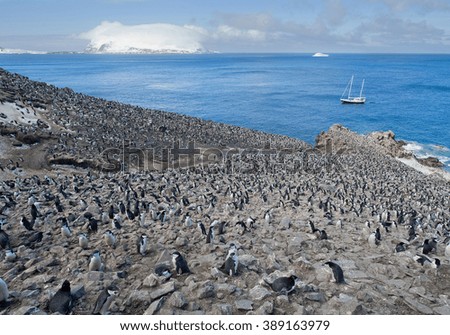 Large colony of chinstrap penguins with blue ocean and snowy island in background, South Sandwich Islands, Antarctica