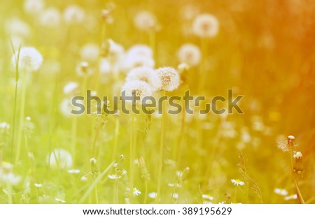 gentle photo fluffy dandelions in the spring day