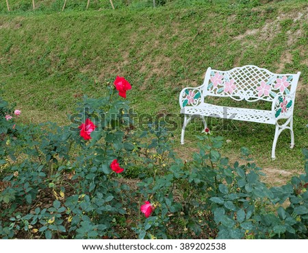White bench and rose flower  in rose garden in the morning